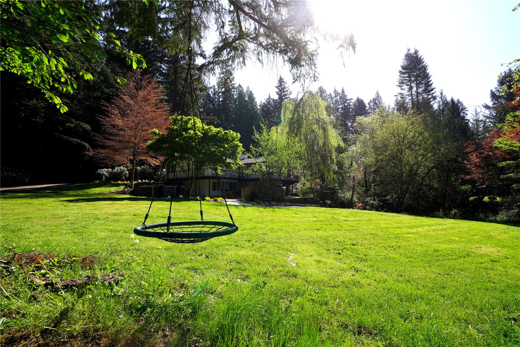Big green lawn with a web swing under tall trees